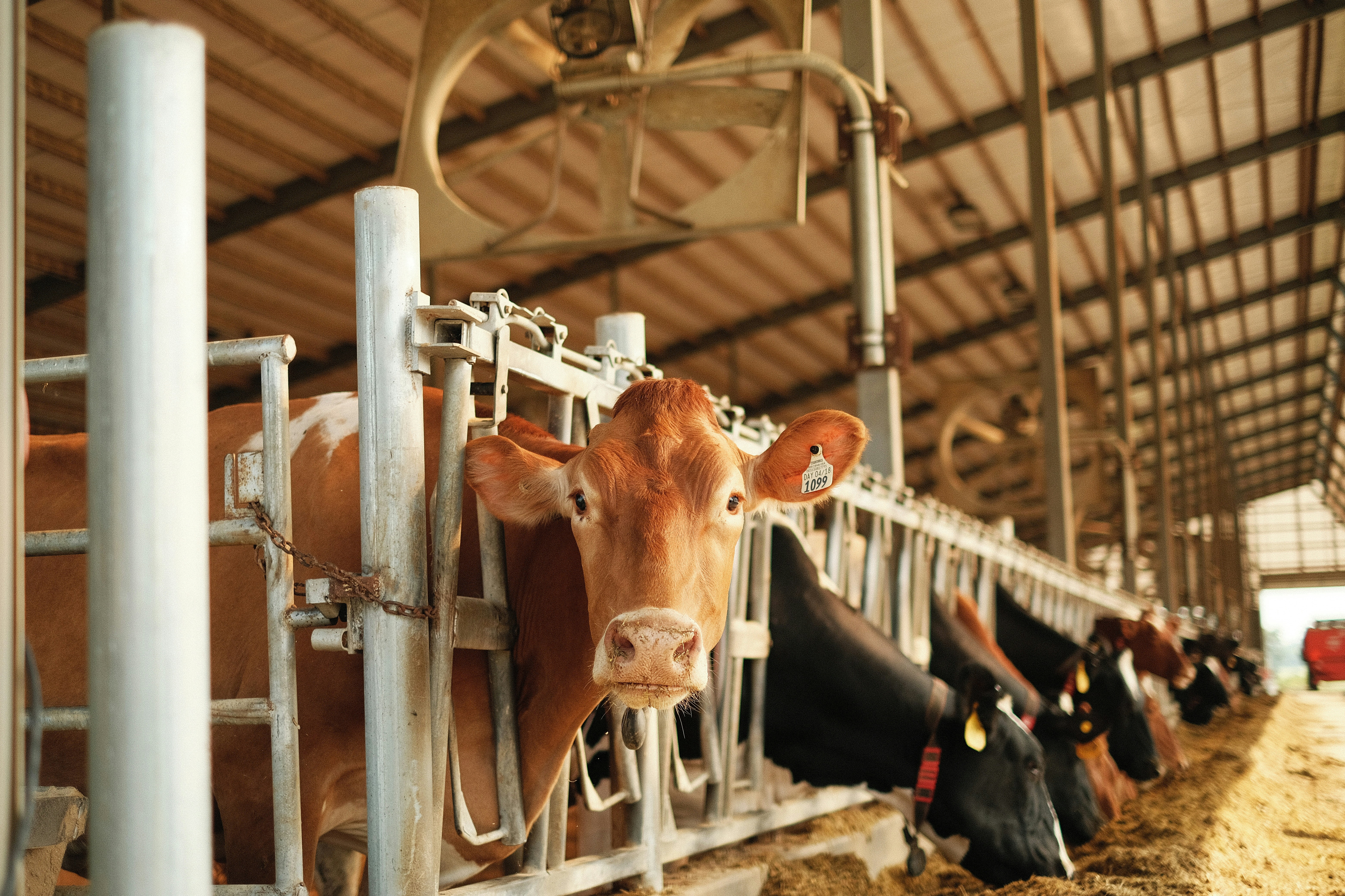 Dairy Farm Management Software